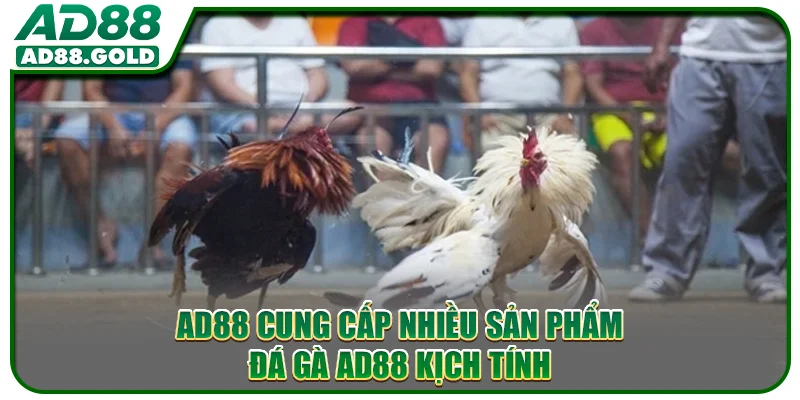 AD88 cung cấp nhiều sản phẩm đá gà AD88 kịch tính