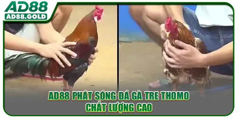 AD88 phát sóng đá gà tre Thomo chất lượng cao