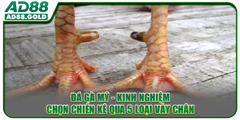 Đá Gà Mỹ - Kinh Nghiệm Chọn Chiến Kê Qua 5 Loại Vảy Chân