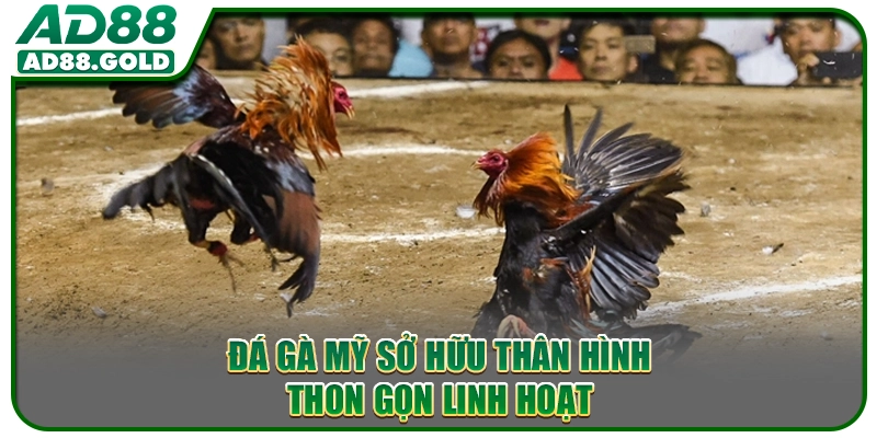 Đá gà Mỹ sở hữu thân hình thon gọn linh hoạt