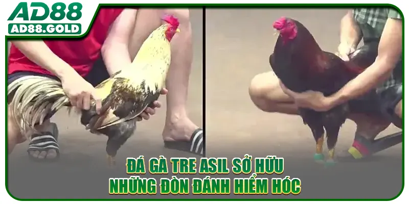 Đá gà tre Asil sở hữu những đòn đánh hiểm hóc