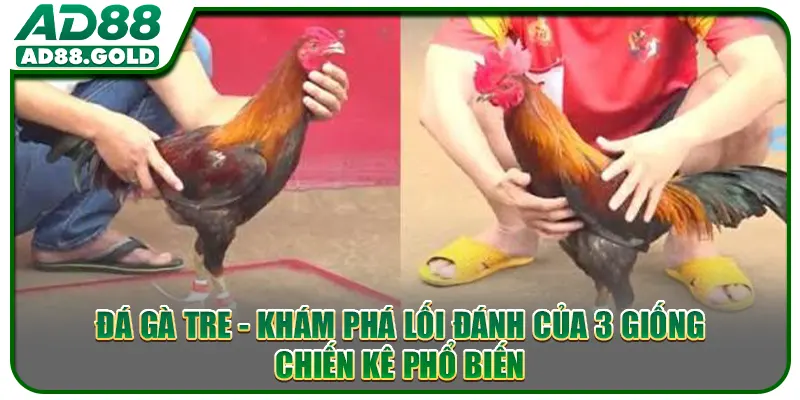 Đá Gà Tre - Khám Phá Lối Đánh Của 3 Giống Chiến Kê Phổ Biến