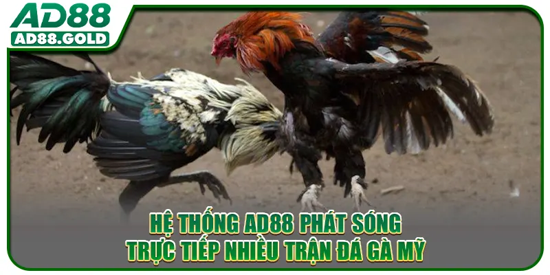 Hệ thống AD88 phát sóng trực tiếp nhiều trận đá gà Mỹ