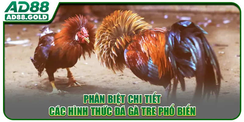 Phân biệt chi tiết các hình thức đá gà tre phổ biến