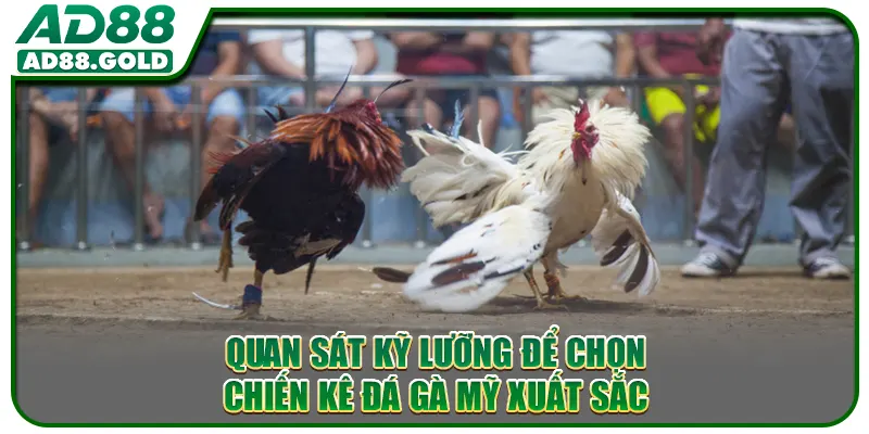 Quan sát kỹ lưỡng để chọn chiến kê đá gà Mỹ xuất sắc